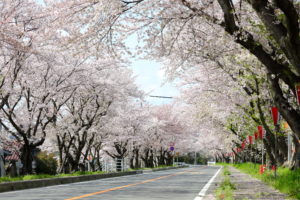 鍋田川の桜並木